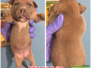 American Bully dogs OLIVE - Ad 8