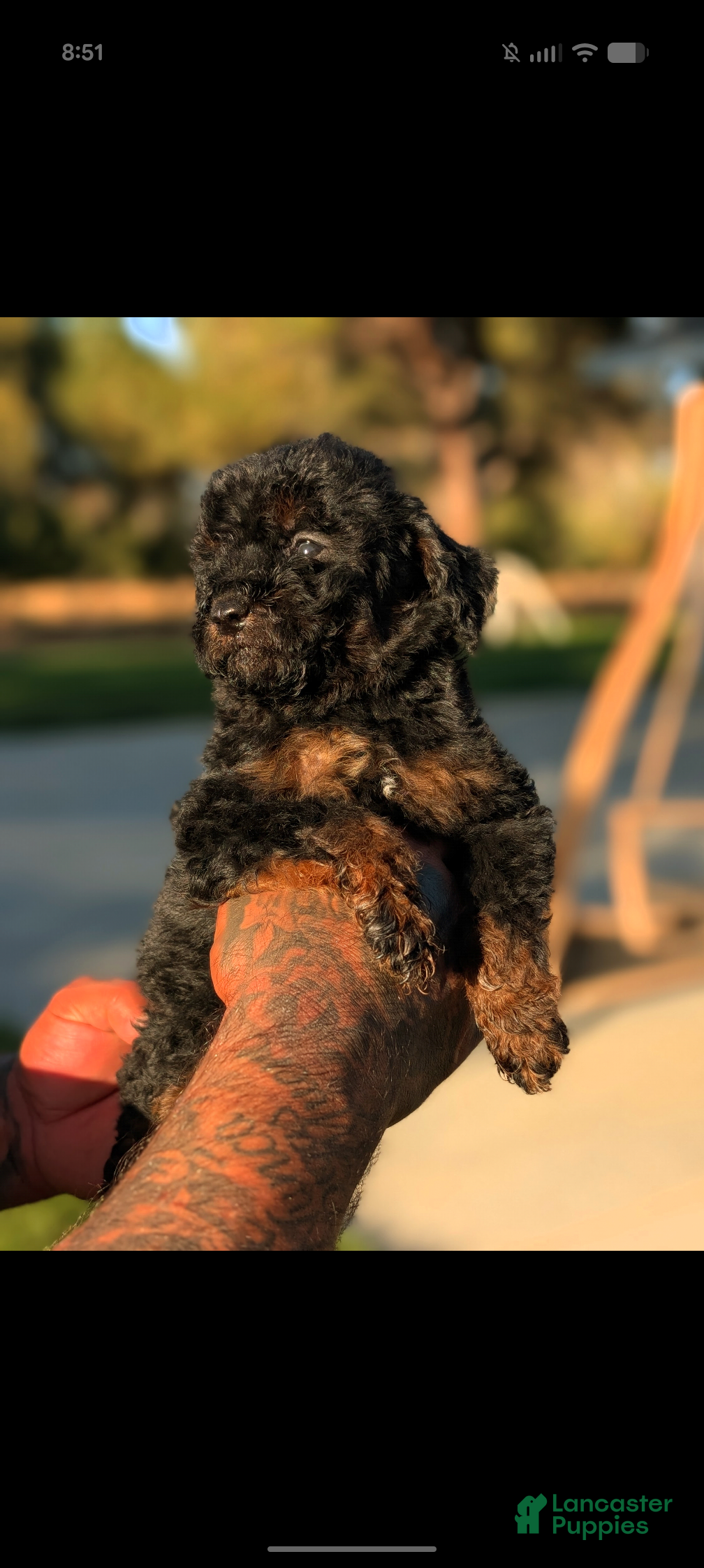 Mini Bernedoodle dogs WEREWOLF  - Ad 2