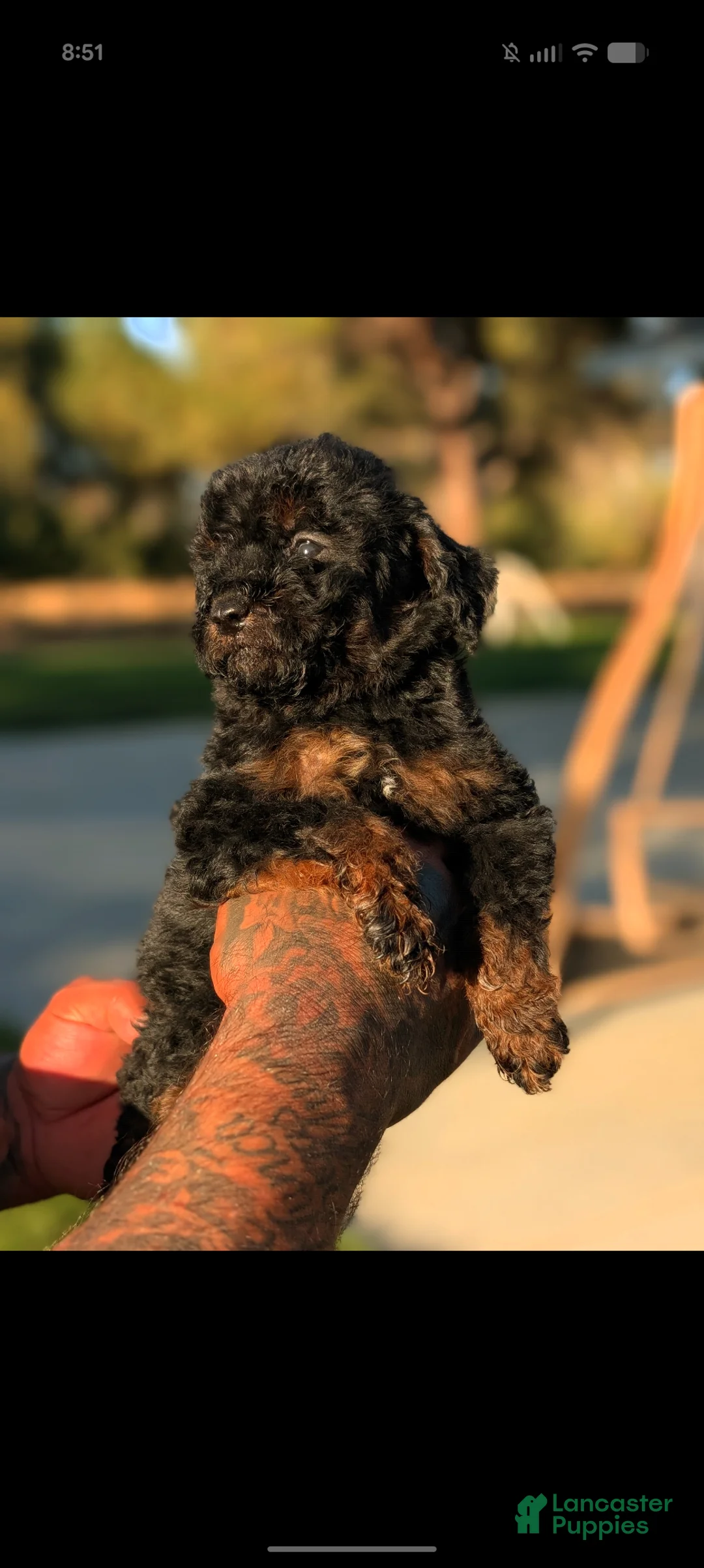 Mini Bernedoodle dogs for sale: WEREWOLF  - Ad 2