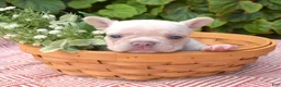 French Bulldog dogs for sale: Casper - Ad 1