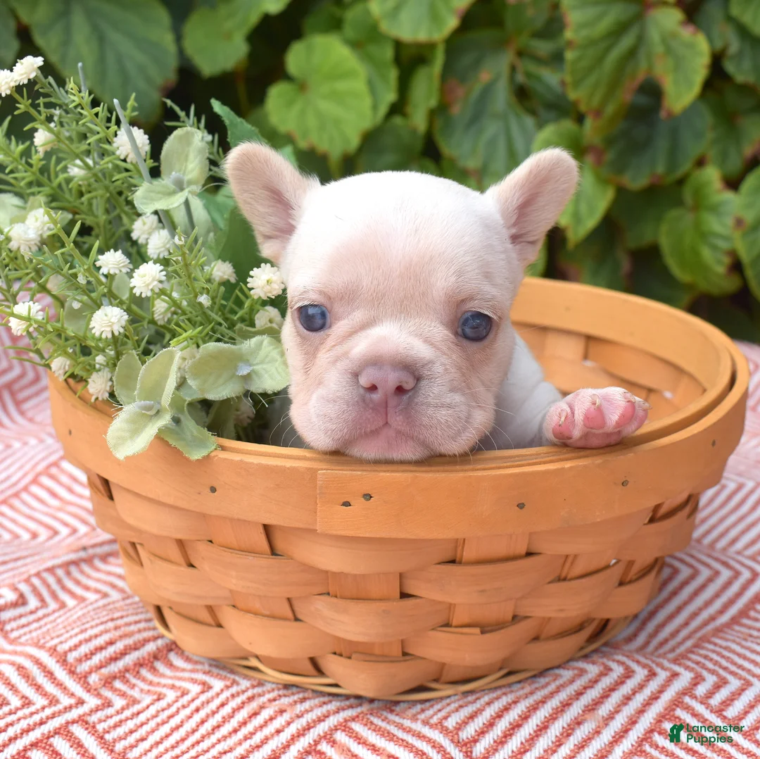French Bulldog dogs for sale: Casper - Ad 1