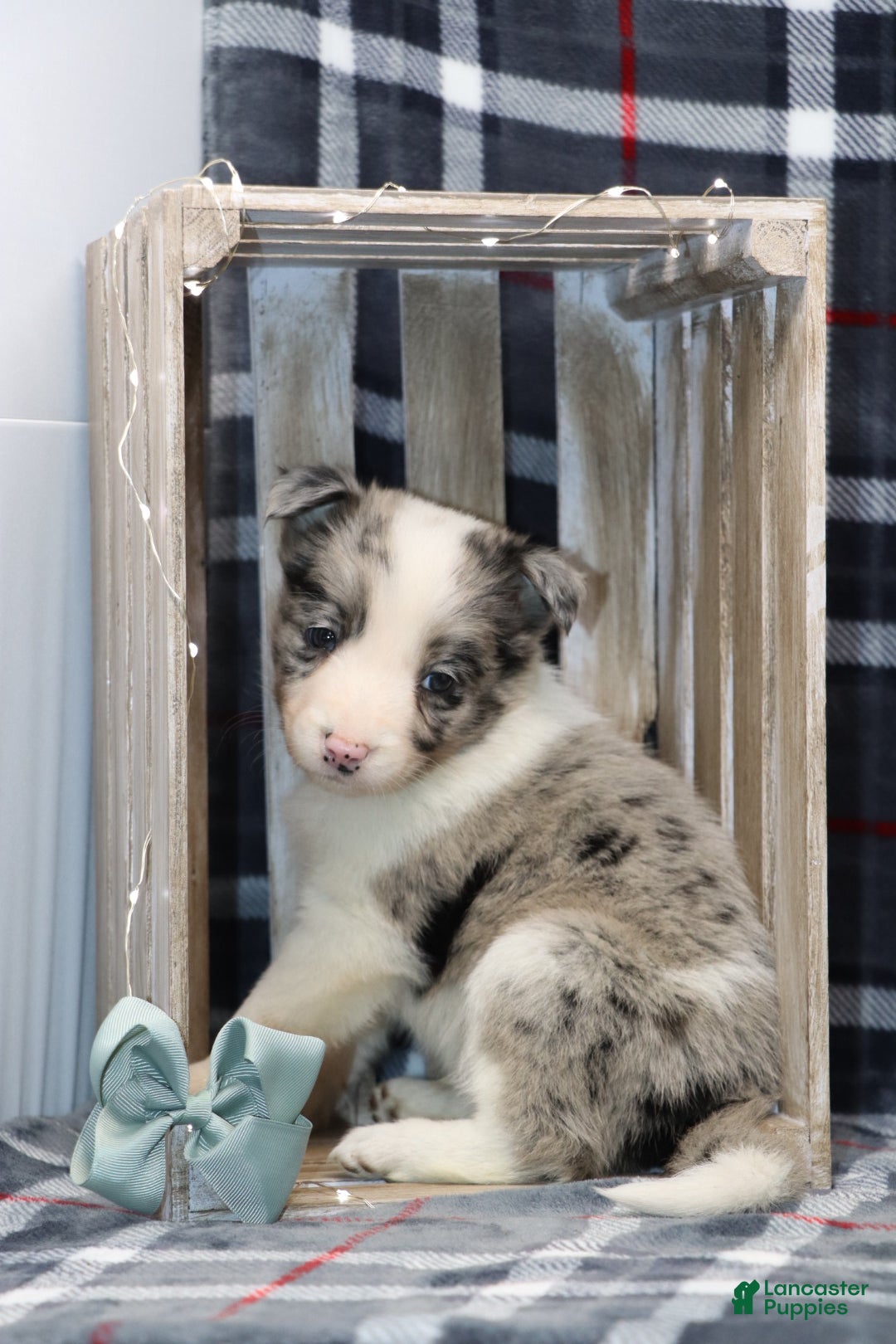 Border Collie dogs for sale:  flurry  - Ad 5