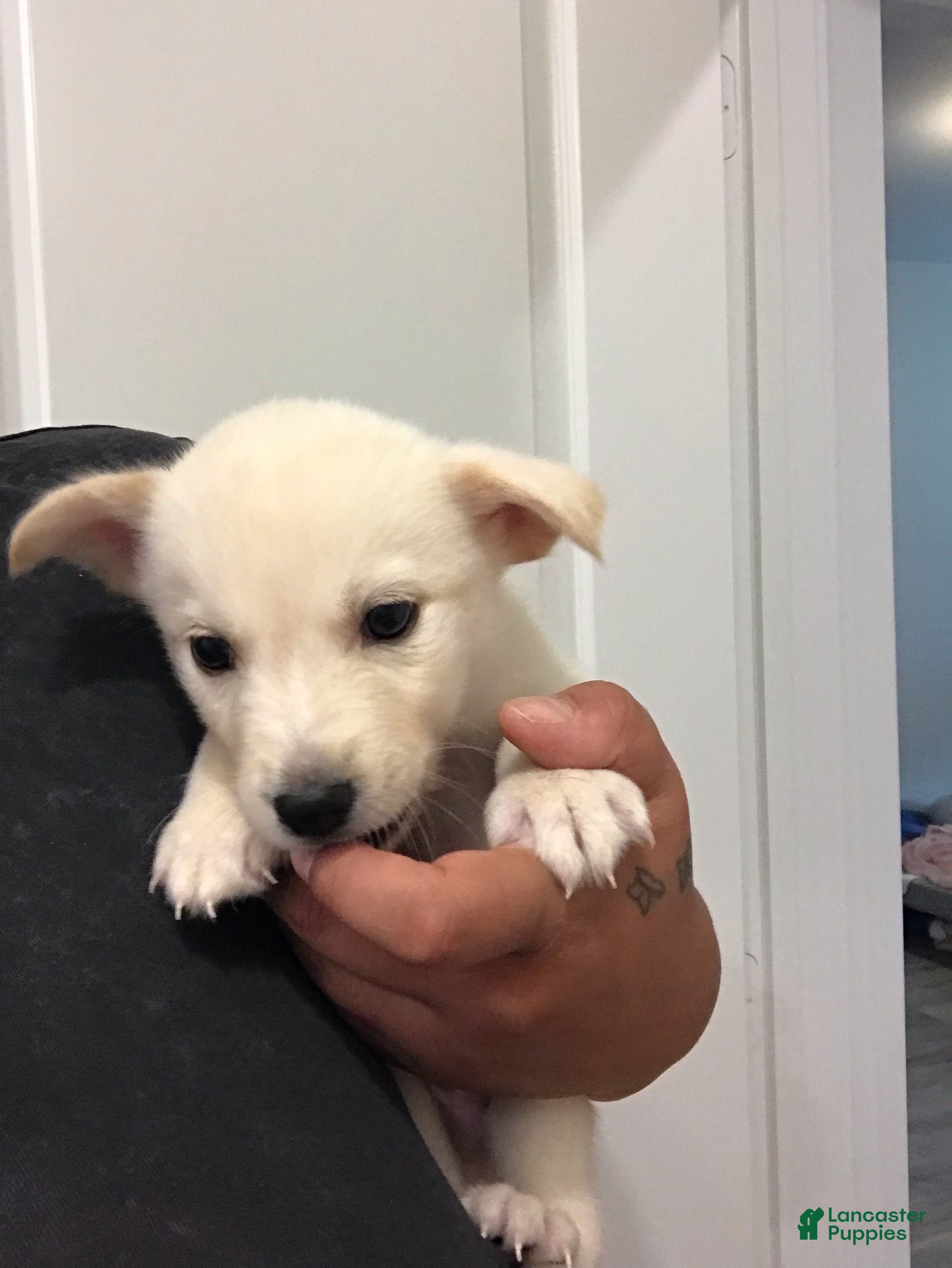 Mixed Breed dogs Sunny - Ad 34