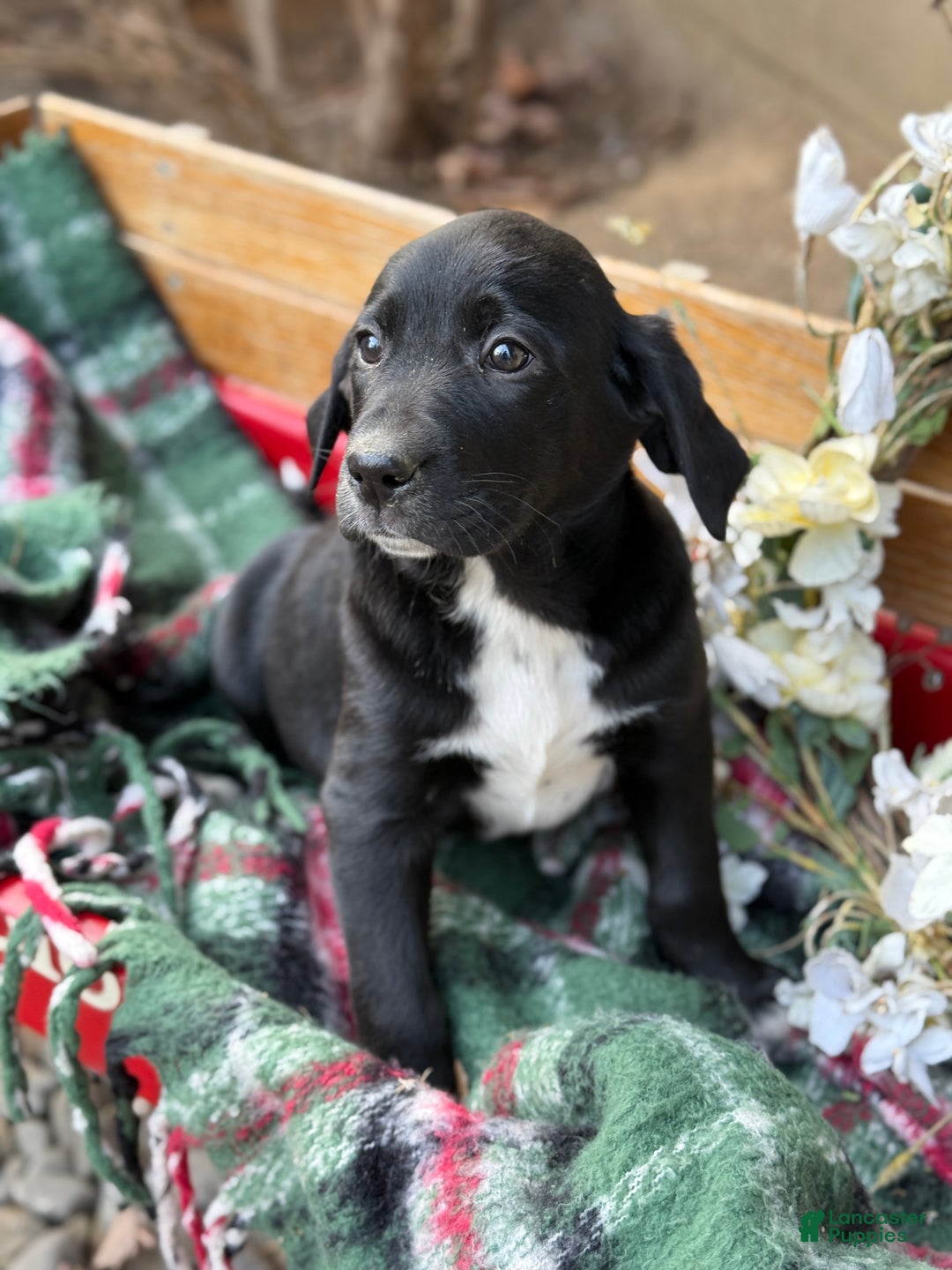 Mixed Breed dogs for sale: Ruffles - Ad 6