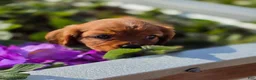 Cavalier King Charles Spaniel dogs for sale: Cavalier King Charles Spaniel 2 - Ad 13