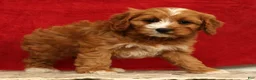 Cavapoo dogs for sale: Bella - Ad 4