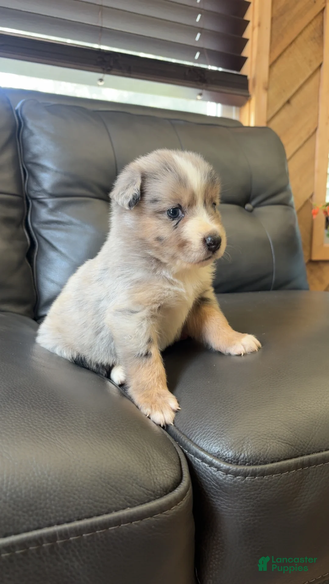 Australian Shepherd dogs for sale: Australian Shepherd 2 - Ad 2