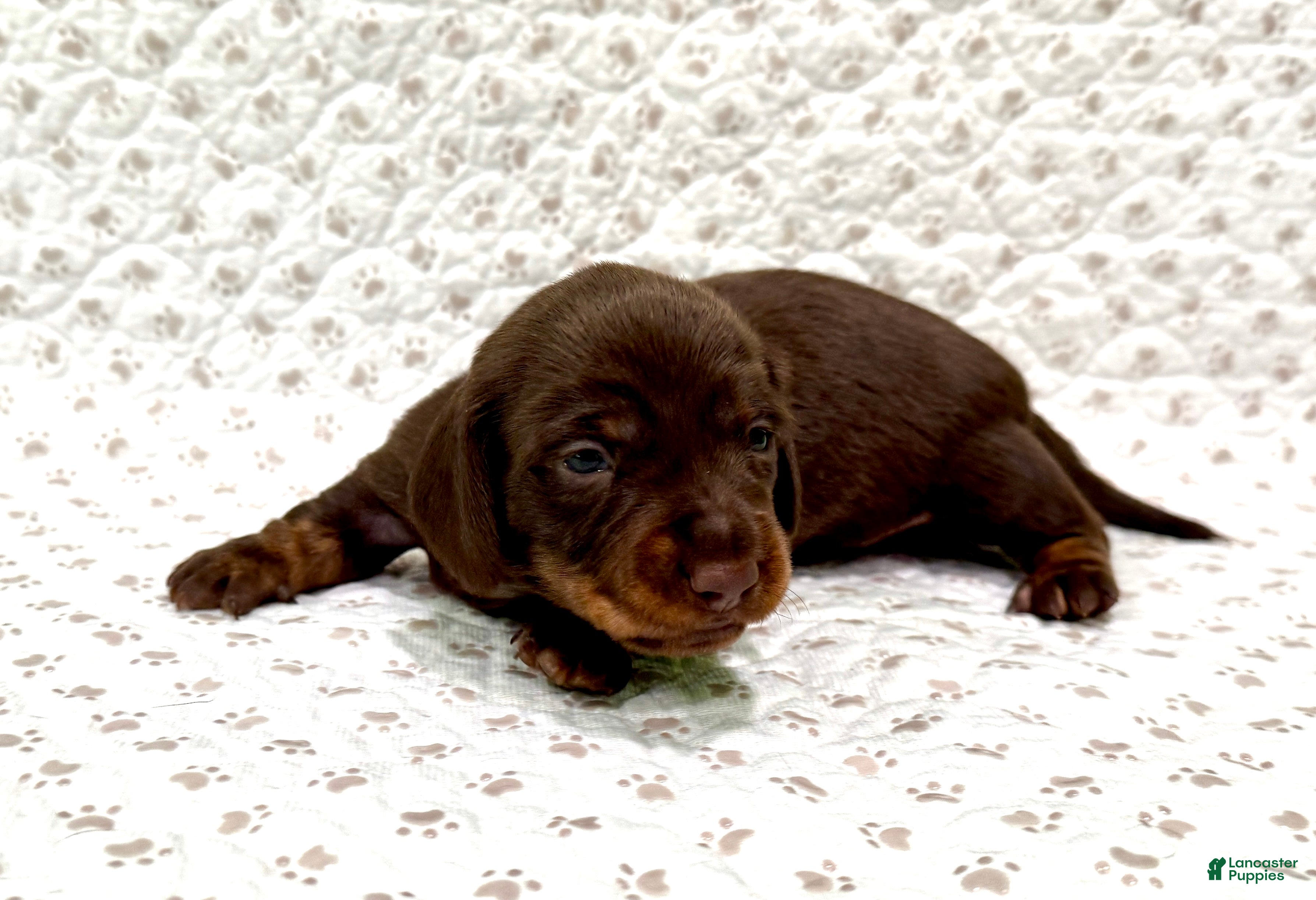 Miniature Dachshund dogs Miniature Dachshund Sadie [DNA Proof] - Ad 1
