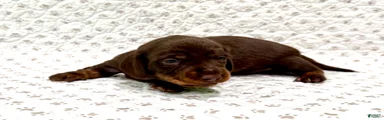 Miniature Dachshund Sadie [DNA Proof]