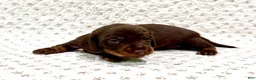 Miniature Dachshund dogs for sale: Miniature Dachshund Sadie [DNA Proof] - Ad 1