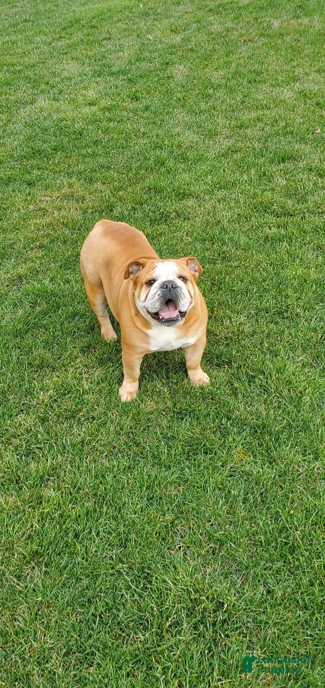 Gallery Image {{count}}