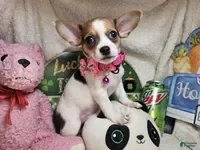 Chihuahua dogs Audrianna (Tri-color) - Ad 36