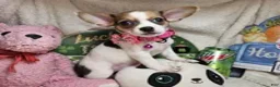 Chihuahua dogs for sale: Audrianna (Tri-color) - Ad 1