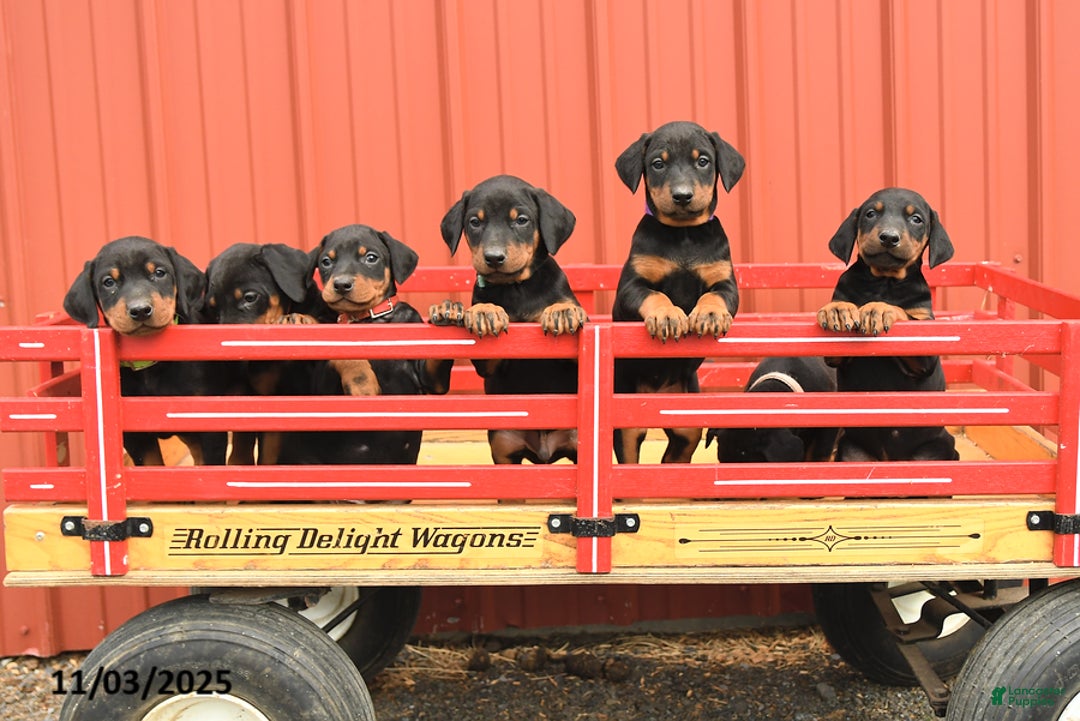 Doberman Pinscher dogs for sale: Hannah - Ad 15