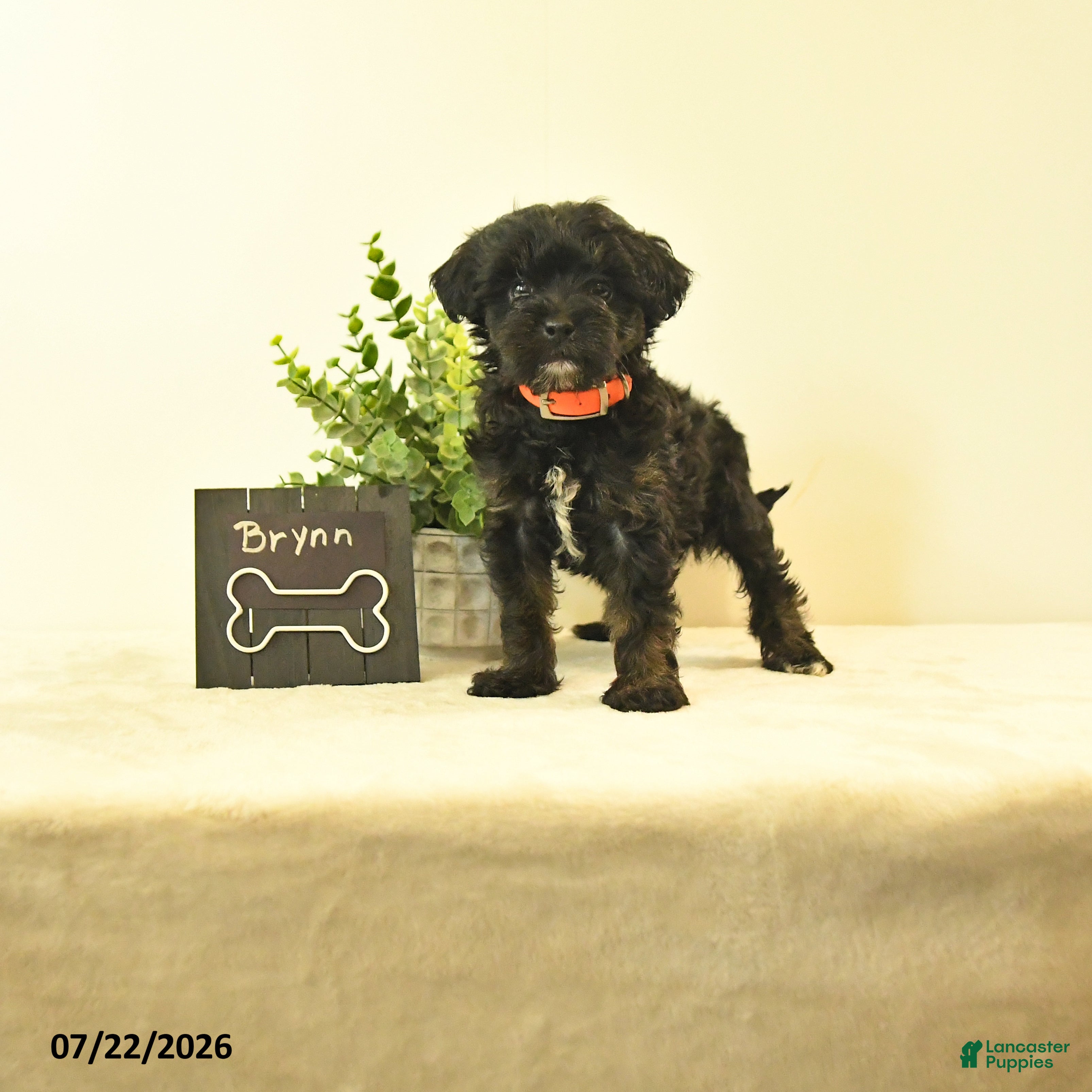 Havapoo dogs Brynn - Ad 1