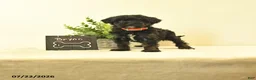 Havapoo dogs for sale: Brynn - Ad 1