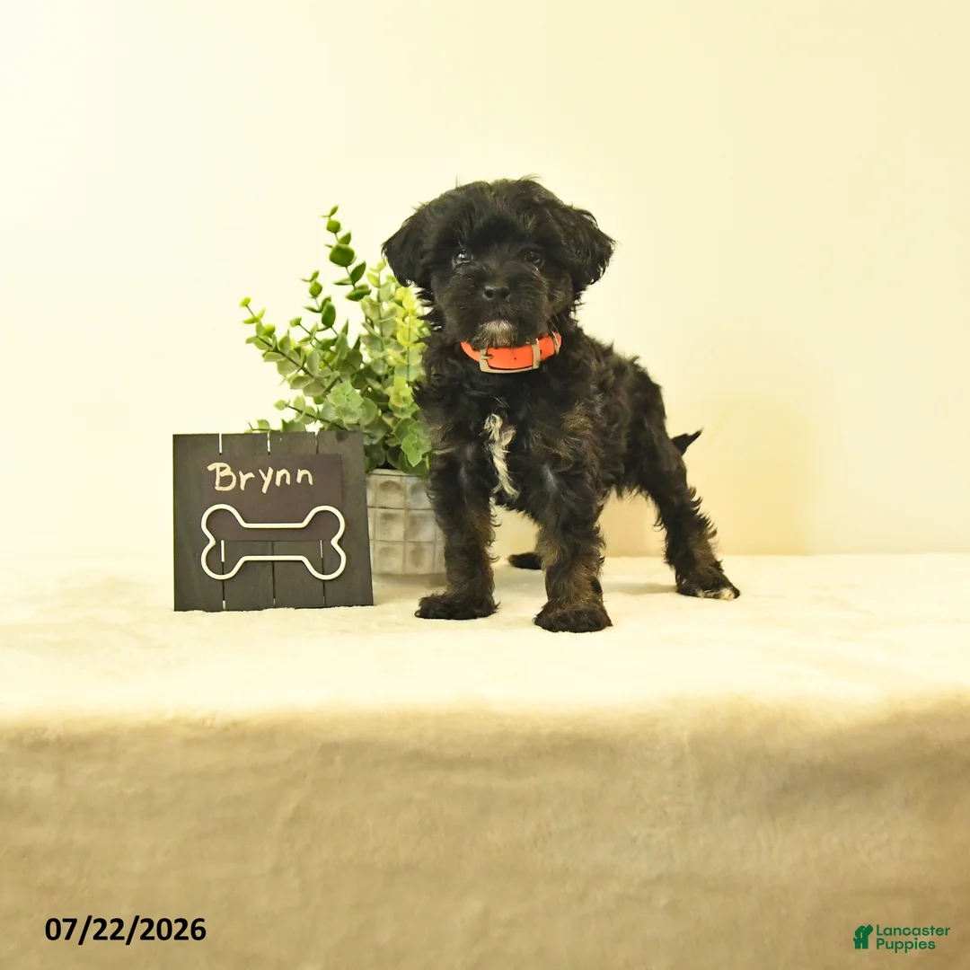 Havapoo dogs for sale: Brynn - Ad 1