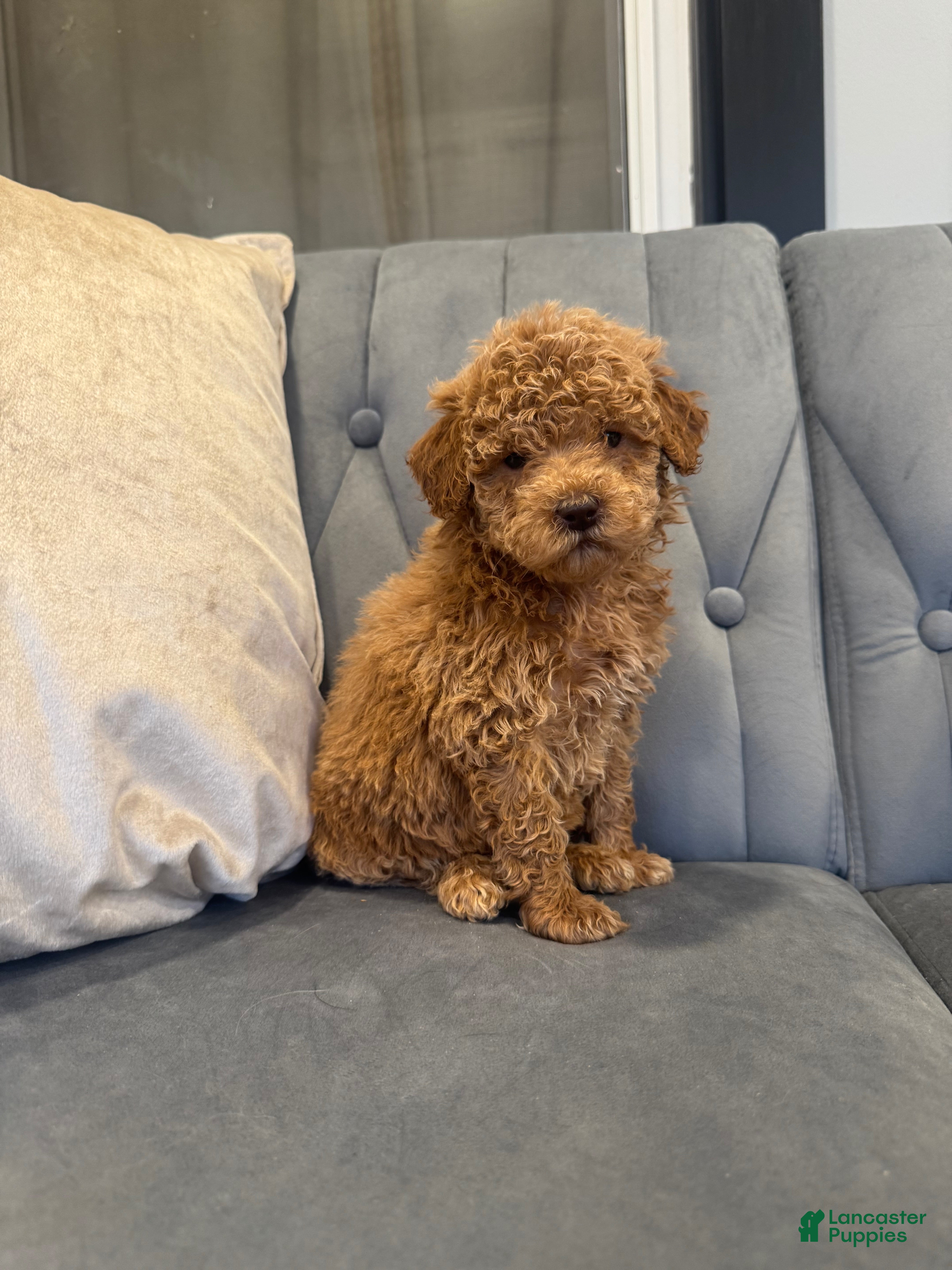 Mini Goldendoodle dogs for sale: Mini Goldendoodle Puppy 3 - Ad 1