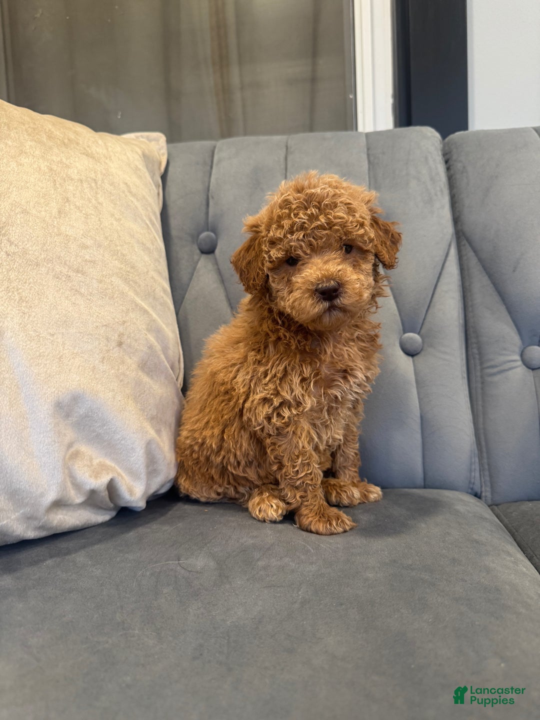 Mini Goldendoodle dogs for sale: Mini Goldendoodle Puppy 3 - Ad 1