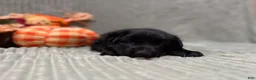 German Shepherd dogs for sale: Sheba - Ad 8