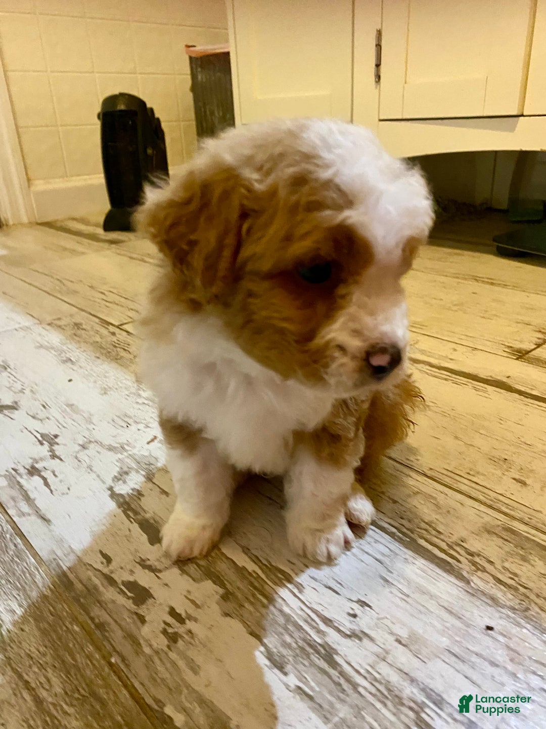 Bernedoodle dogs for sale: Bernedoodle Puppy 1 - Ad 4