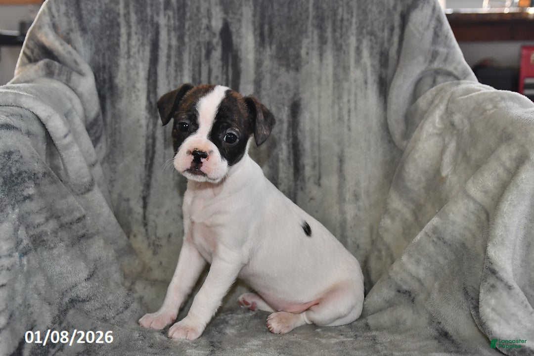 Mixed Breed dogs for sale: Chloe - Ad 5