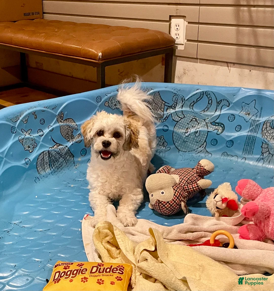 Teddy Bear dogs for sale: Adam - Ad 5