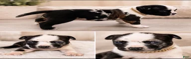 American Bully Puppy 4