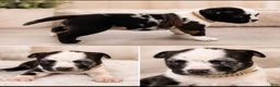 American Bully dogs for sale: American Bully Puppy 4 - Ad 1