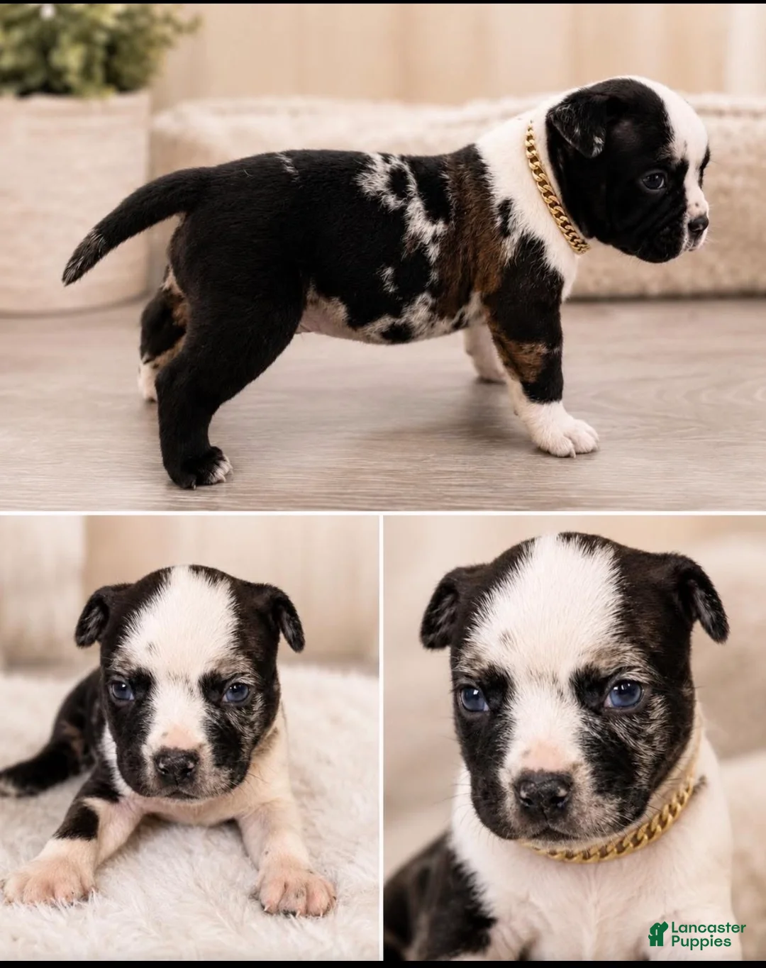 American Bully dogs for sale: American Bully Puppy 4 - Ad 1