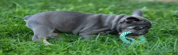 French Bulldog dogs for sale: 🐾 Mickey - Ad 14
