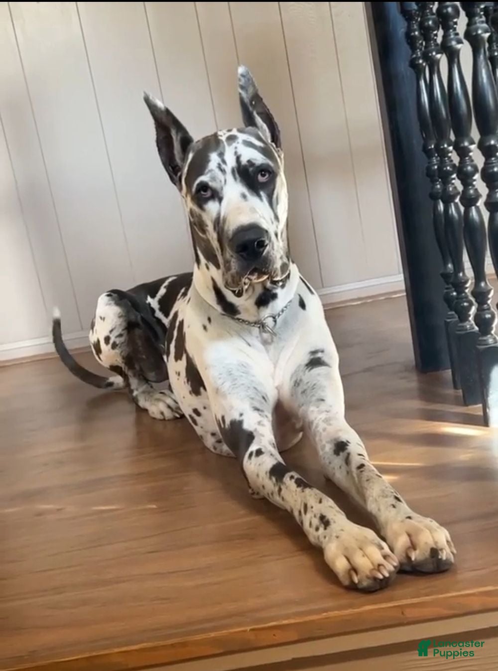 Carbon Creed’s Stella Rose