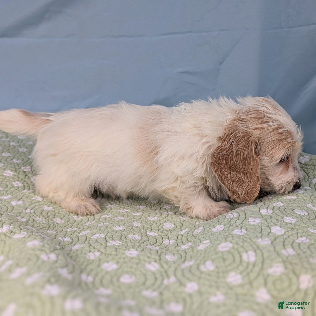 Miniature Dachshund dogs for sale: Bun Bun - Ad 10