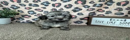Havanese dogs for sale: Havanese 2 - Ad 8
