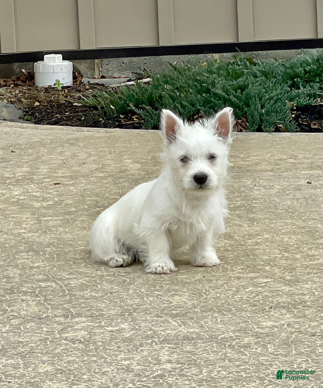 West Highland Terrier dogs for sale: Liam, AKC - Ad 3