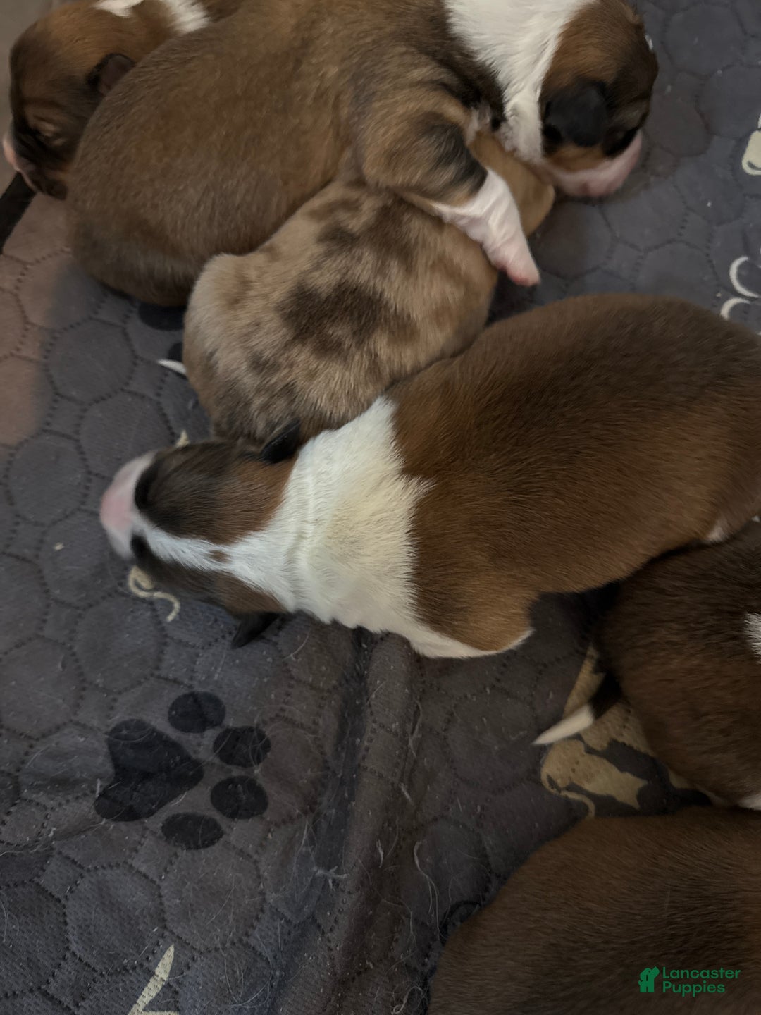 Welsh Corgi Pembroke dogs for sale: Welsh Corgi Pembroke Puppy 2 - Ad 3