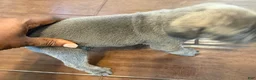 Cane Corso dogs for sale: Cane Corso Puppy 7 - Ad 5