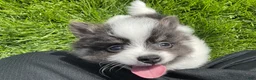 Pomeranian dogs for sale: Luna - Ad 3