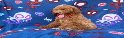 Mini Goldendoodle dogs for sale: Felix  - Ad 9