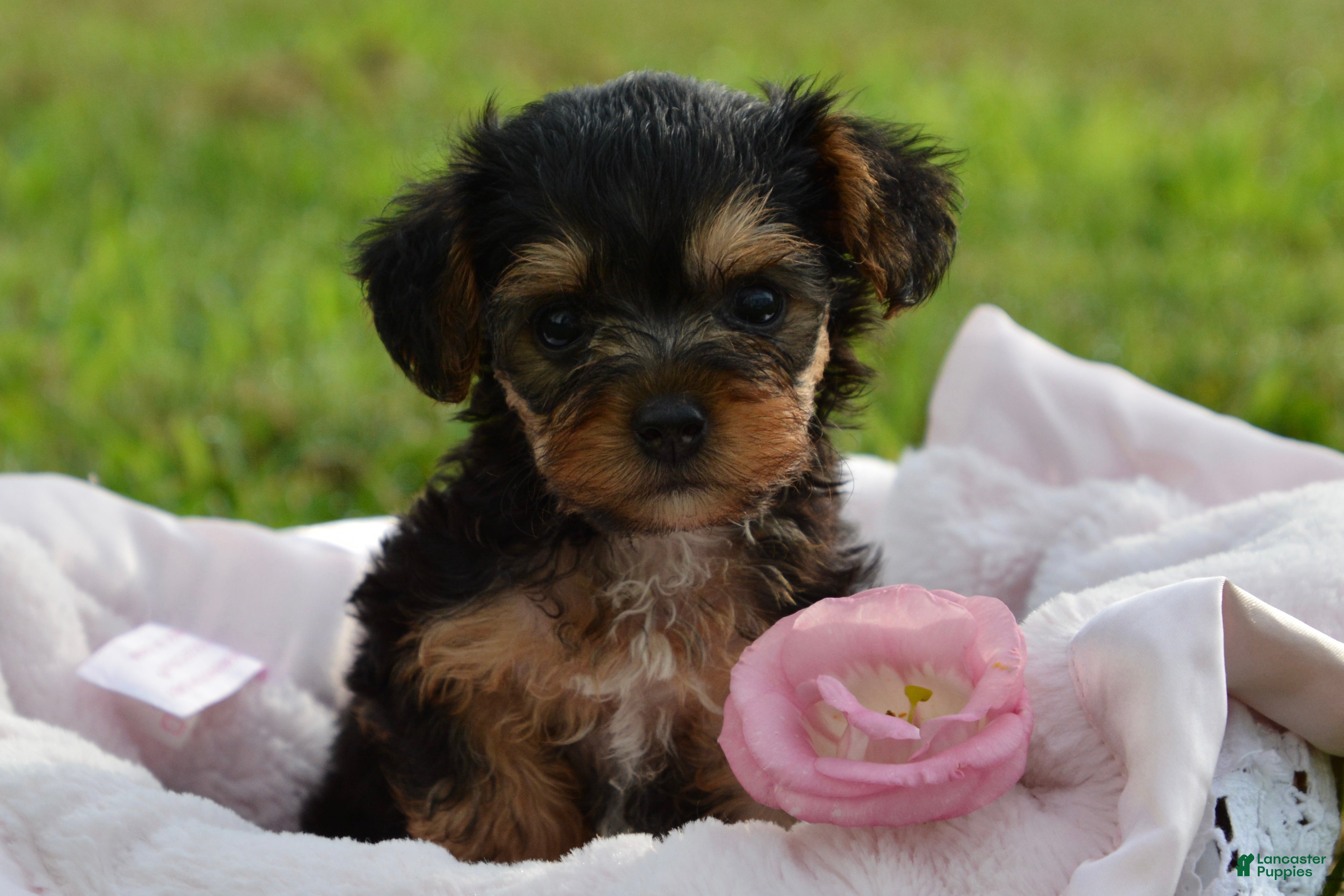 Yorkiepoo dogs Yorkiepoo 5 - Ad 13