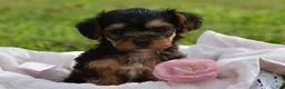 Yorkiepoo dogs for sale: Yorkiepoo 5 - Ad 1