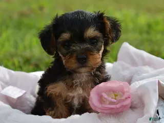Yorkiepoo dogs Tara - Ad 16