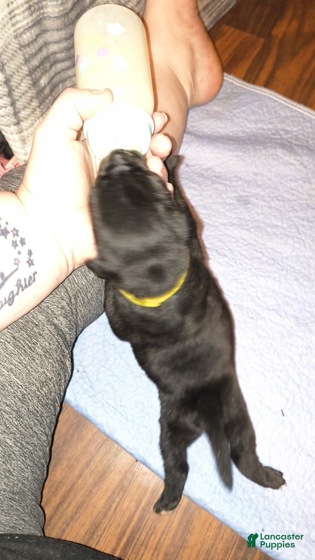 Mixed Breed dogs Yellow girl  - Ad 36