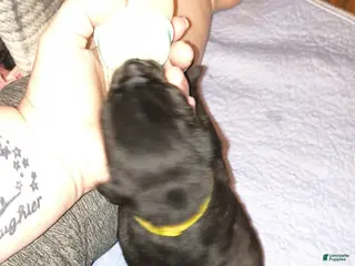 Mixed Breed dogs Yellow girl - Ad 36