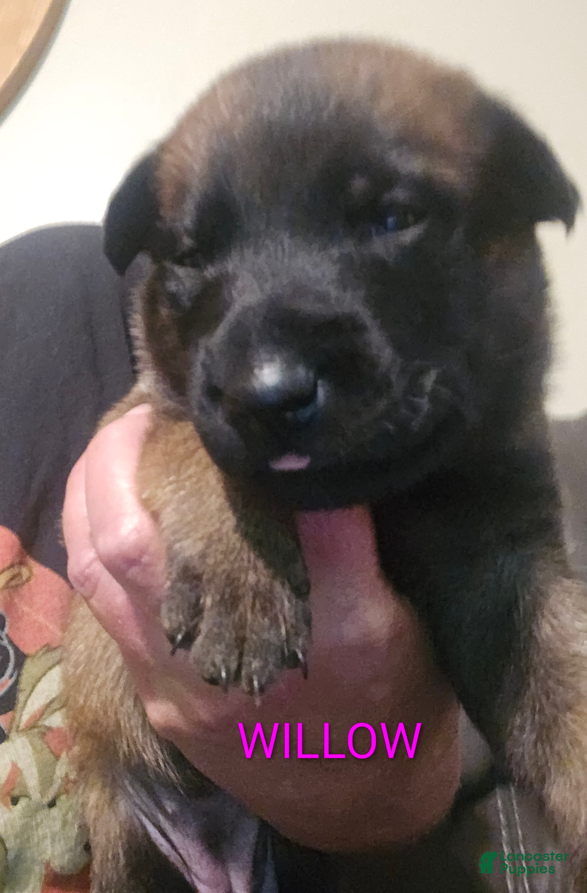 Belgian Malinois dogs Belgian Malinois 7 - Ad 1
