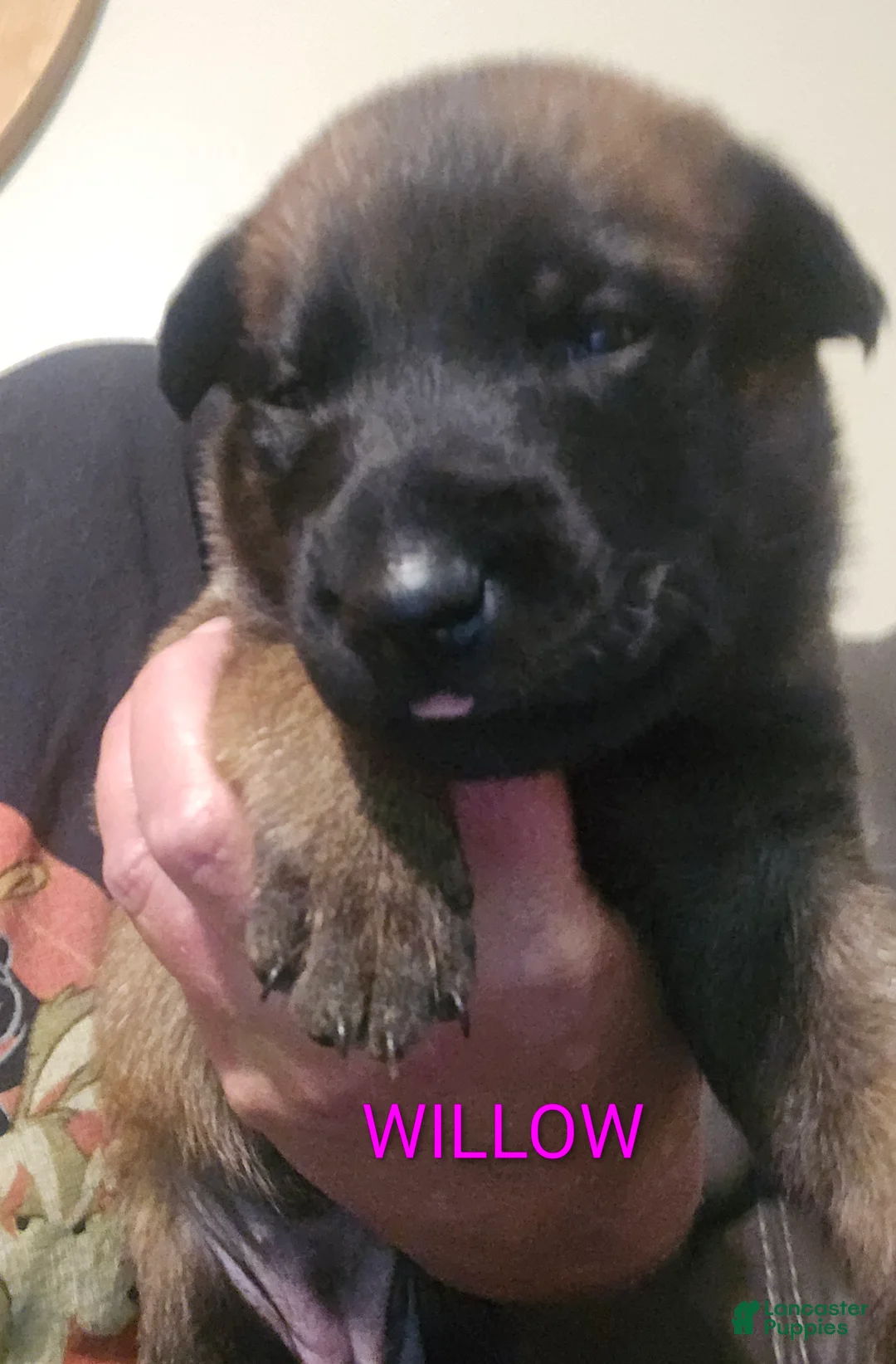 Belgian Malinois dogs for sale: Belgian Malinois 7 - Ad 1