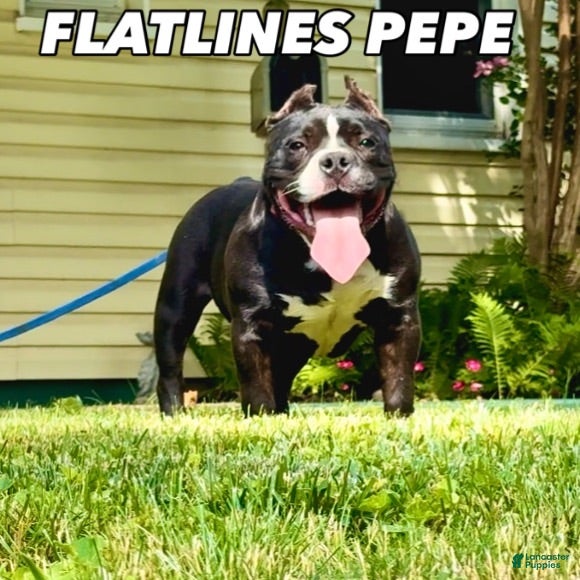 American Bully dogs Pepe - Ad 1