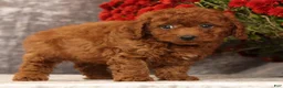 Cavapoo dogs for sale: Sherman - Ad 8