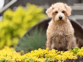 Schnoodle dogs for sale: Emily - Ad 1