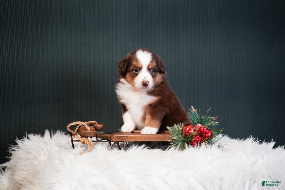 Miniature Australian Shepherd dogs for sale: Daisy - Ad 2